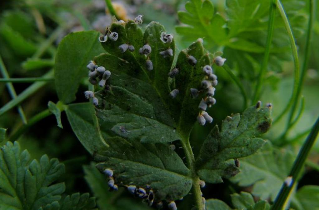 Badhamia foliicola??